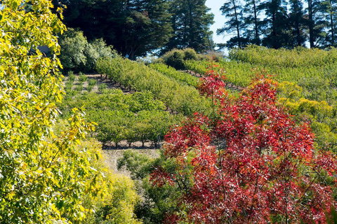 The Manor Basket Range - Inverell Accommodation 16