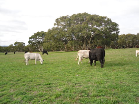Wenton Farm Holiday Cottages - Inverell Accommodation 17