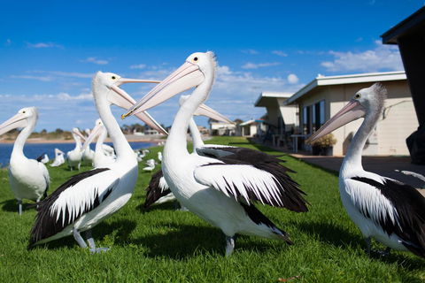Modra\'s Apartments - Inverell Accommodation 13