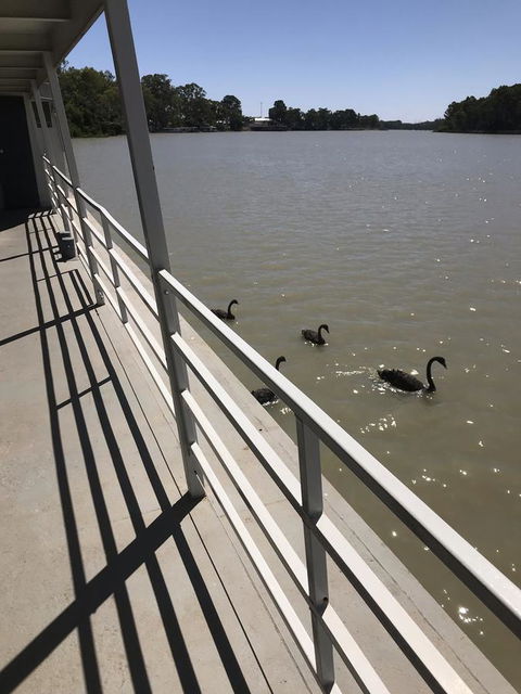 Murray River Queen - Inverell Accommodation 7