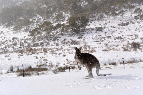 CHILL-OUT - Thredbo - Inverell Accommodation 27
