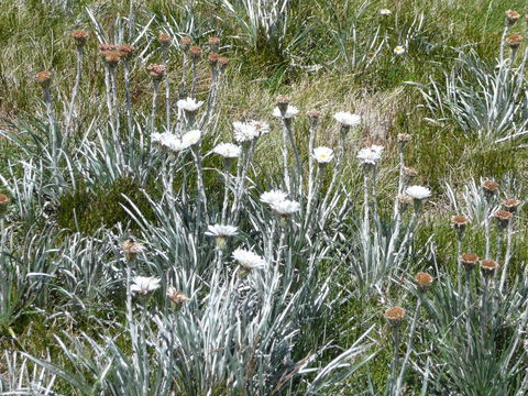 CHILL-OUT - Thredbo - Inverell Accommodation 36