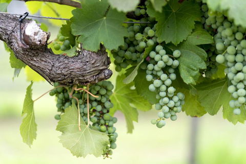 Thistle Hill Guesthouse - Walk To Many Wineries And Restaurants - Inverell Accommodation 44