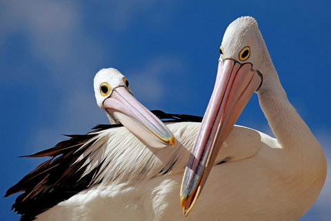 Condo 105 @ Horizons Golf Resort - Salamander Bay NSW - Inverell Accommodation 14