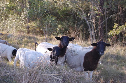 Cadair Cottages - Inverell Accommodation 15