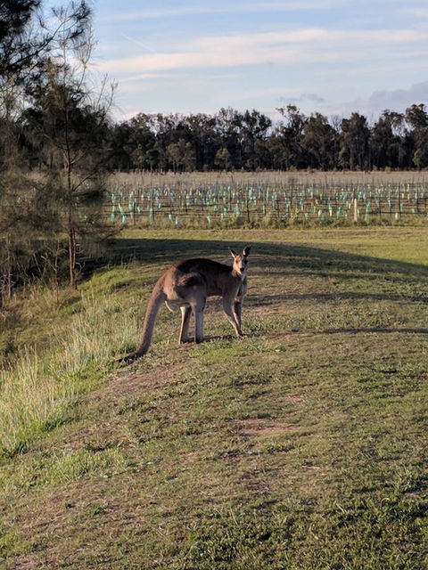 Madigan Wine Country Cottages - Inverell Accommodation 7