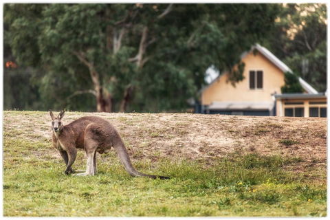 Madigan Wine Country Cottages - Inverell Accommodation 4