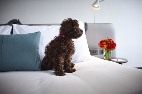 Hotel Indigo Sydney Potts Point, An IHG Hotel - Inverell Accommodation 28