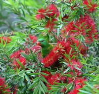 Bottlebrush B  B - Inverell Accommodation