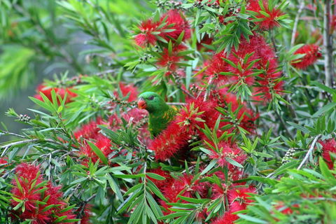 Bottlebrush B & B - Inverell Accommodation 0