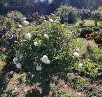 Carisbrook Country Retreat Motel - Inverell Accommodation