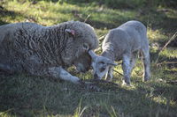 Book Boyland Accommodation Vacations Inverell Accommodation Inverell Accommodation
