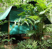 Daintree Crocodylus - Inverell Accommodation