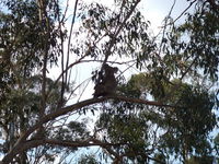 Book Haden Accommodation Vacations Inverell Accommodation Inverell Accommodation