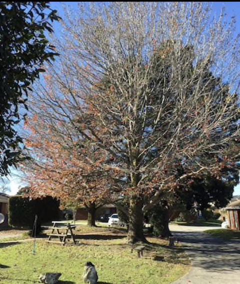 Golden House - Inverell Accommodation 3