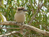Book Officer Accommodation Vacations Inverell Accommodation Inverell Accommodation