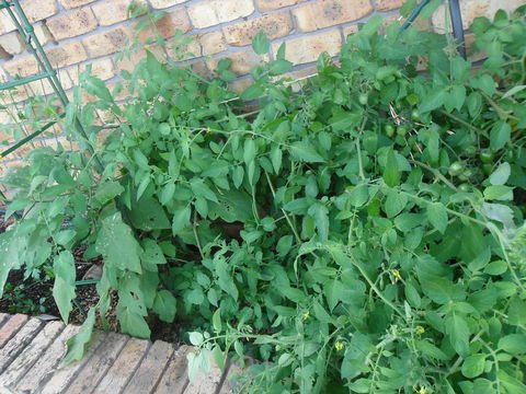 La Lagoon B&B - Inverell Accommodation 3