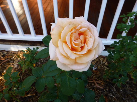 Lakeside Bed & Breakfast - Inverell Accommodation 2