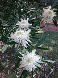 Book Hallston Accommodation Vacations Inverell Accommodation Inverell Accommodation