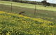 The Mains Guest House 2 Bedroom Farm Stay - thumb 15