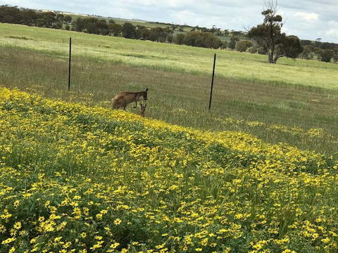 The Mains Guest House 2 Bedroom Farm Stay - Inverell Accommodation 15