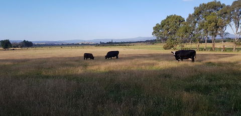 Olinda Yarra Cottage - Inverell Accommodation 2