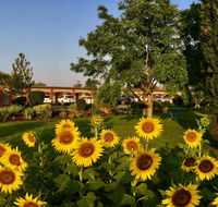 Quirindi Sunflower Motor Inn - Inverell Accommodation