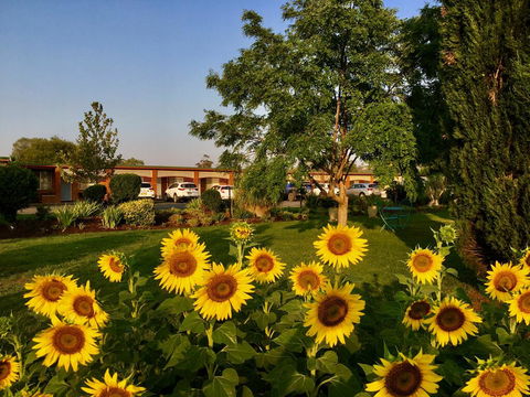 Quirindi Sunflower Motor Inn - Inverell Accommodation 0