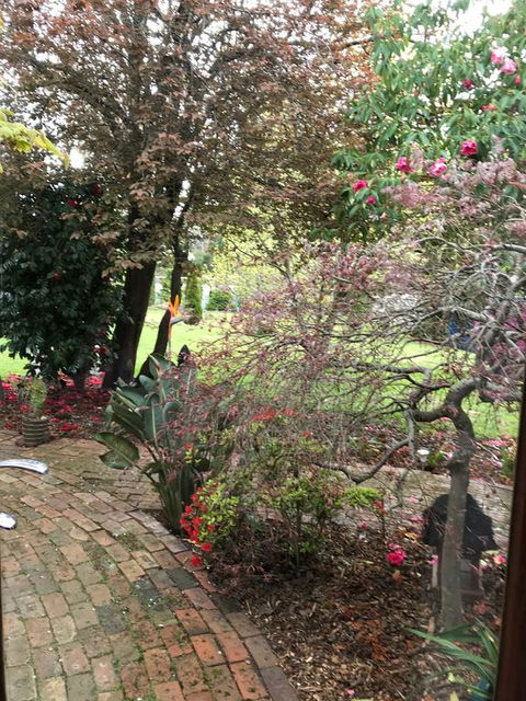Stony Rise Cottage B&B - Inverell Accommodation 1