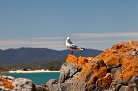 Pearl Hawley Beach - Inverell Accommodation 41