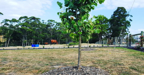 Lockleigh Park - Inverell Accommodation 5