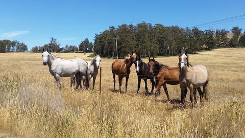 Lockleigh Park - Inverell Accommodation 28