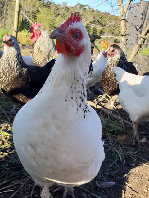 Lockleigh Park - Inverell Accommodation 26