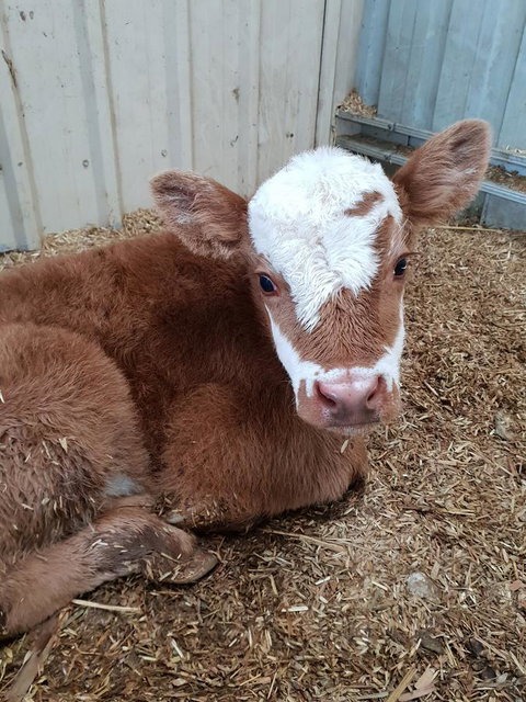 Lockleigh Park - Inverell Accommodation 25