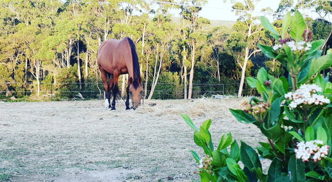 Lockleigh Park - Inverell Accommodation 20