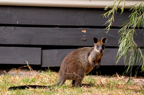 BIG4 Ingenia Holidays Phillip Island - Inverell Accommodation 13