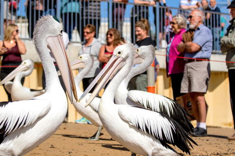 BIG4 Ingenia Holidays Phillip Island - Inverell Accommodation 17