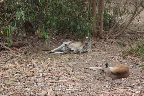 Great Ocean Road Resort - Inverell Accommodation 17