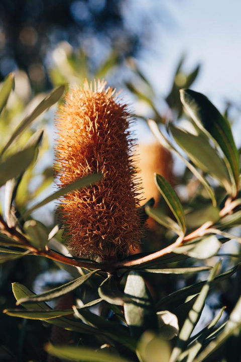 Dunkeld Studio Accommodation - Inverell Accommodation 19