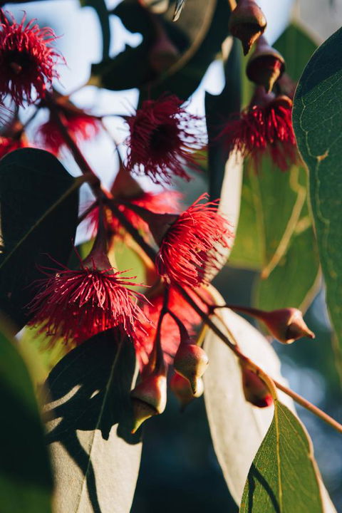 Dunkeld Studio Accommodation - Inverell Accommodation 20