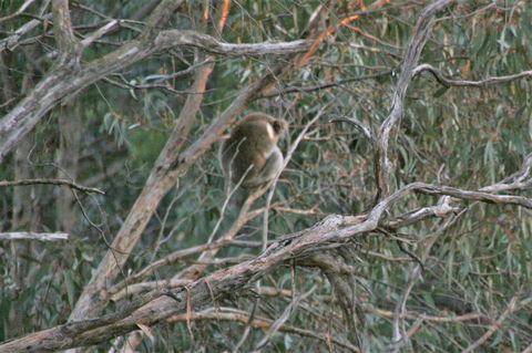 Tangenong Cottages - Inverell Accommodation 8