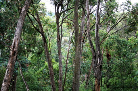 Tangenong Cottages - Inverell Accommodation 9