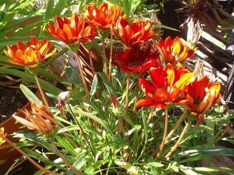 Aloha Ha Phillip Island - Inverell Accommodation 25