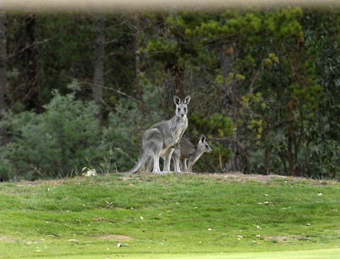 RACV Goldfields Resort - Inverell Accommodation 20