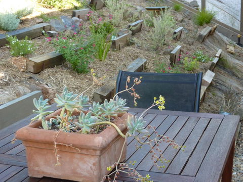 Saje\'s House & Pod - Inverell Accommodation 12