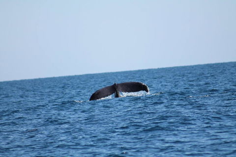 The Cove Holiday Village - Inverell Accommodation 1