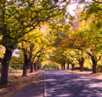 The Shelter Shed Garden Studio Apartment - Inverell Accommodation