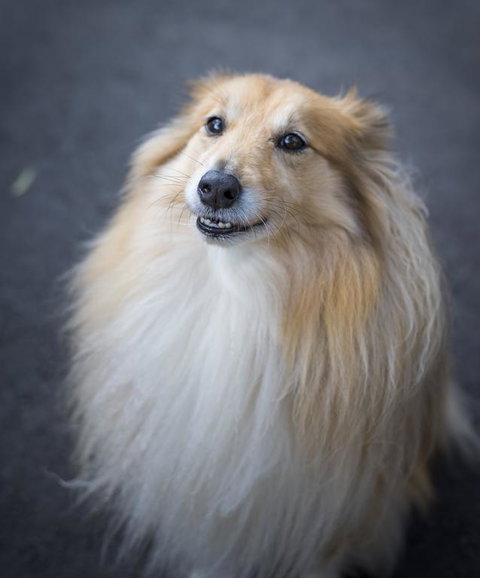 Walhalla Wild Cherry - Inverell Accommodation 3