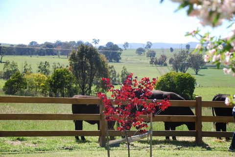 Bluegum Ridge Cottages - Inverell Accommodation 33