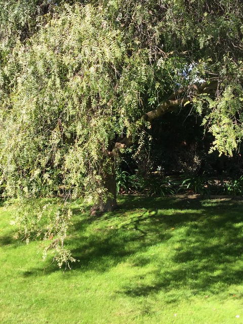 Moonah Woodlands Resort - Inverell Accommodation 37